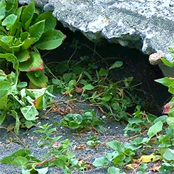 animated gif of a fox poking his head out from under a rock 